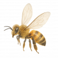 Bienen Bene